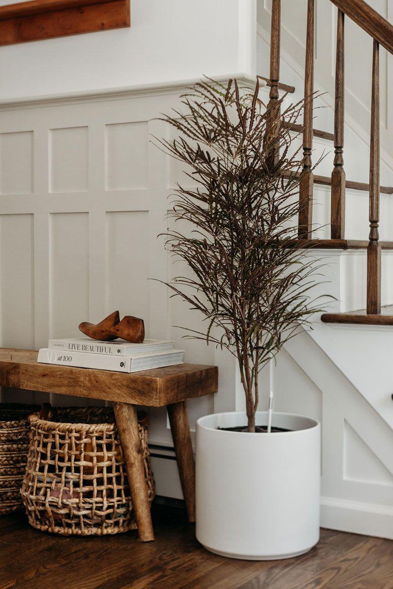 False Aralia - Nouvelle