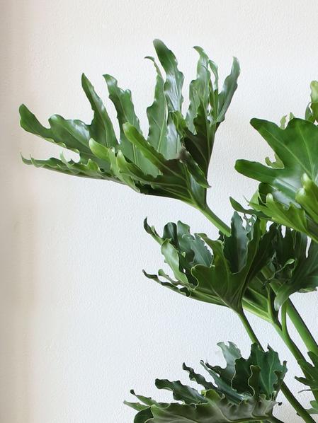Hope Philodendron