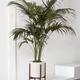 Kentia Palm