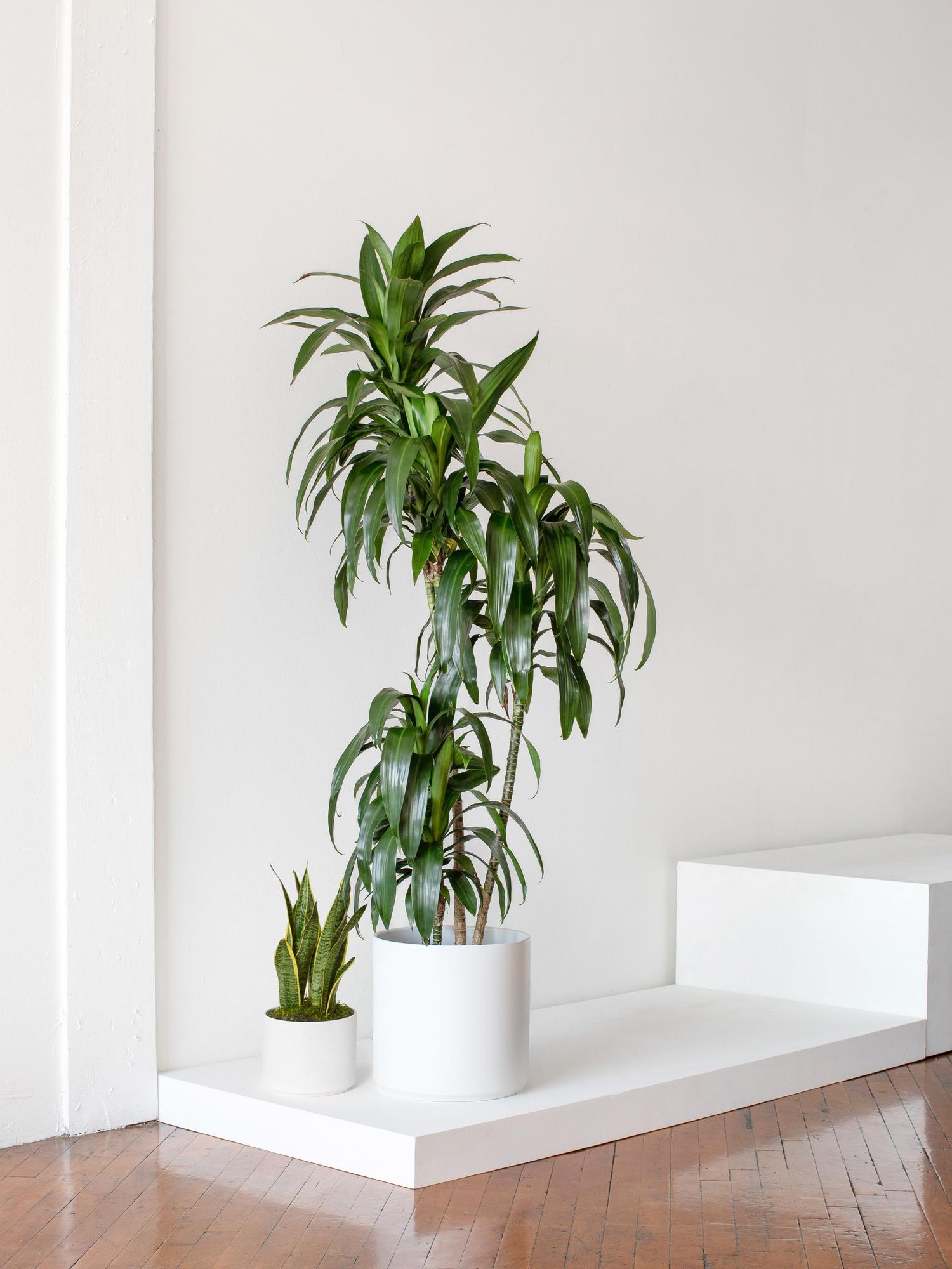 indoor plants picture