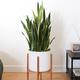 Sansevieria Laurentii
