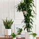 XL Easy Care Plant Bundle