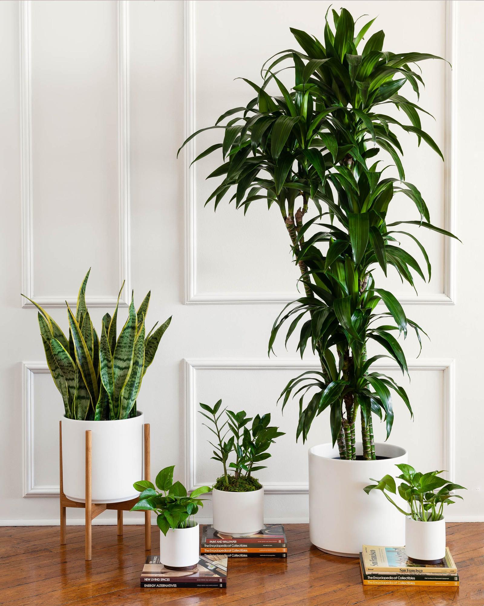 XL Easy Care Plant Bundle - White