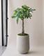 Braided Money Tree
