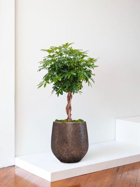 Arbre Schefflera