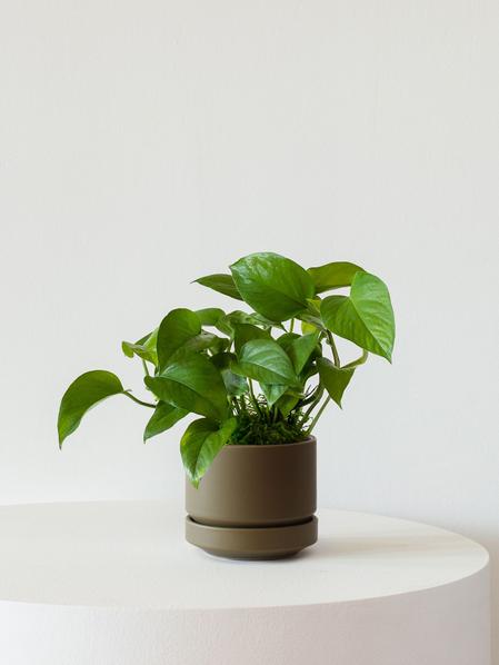 Jade Pothos