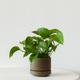 Jade Pothos