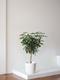 Braided Schefflera Tree - Nouvelle