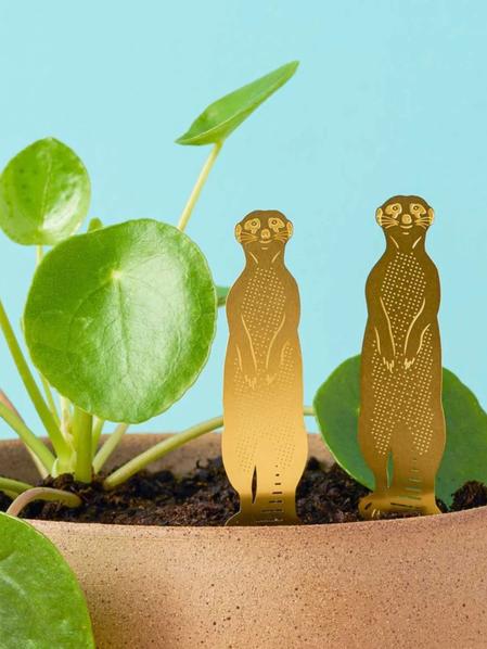 Plant Animal - Meerkat