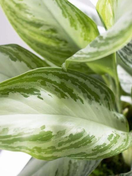 Silver Evergreen - Nouvelle - Medium