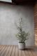Olive Bush