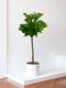 Fiddle Leaf Fig Tree 