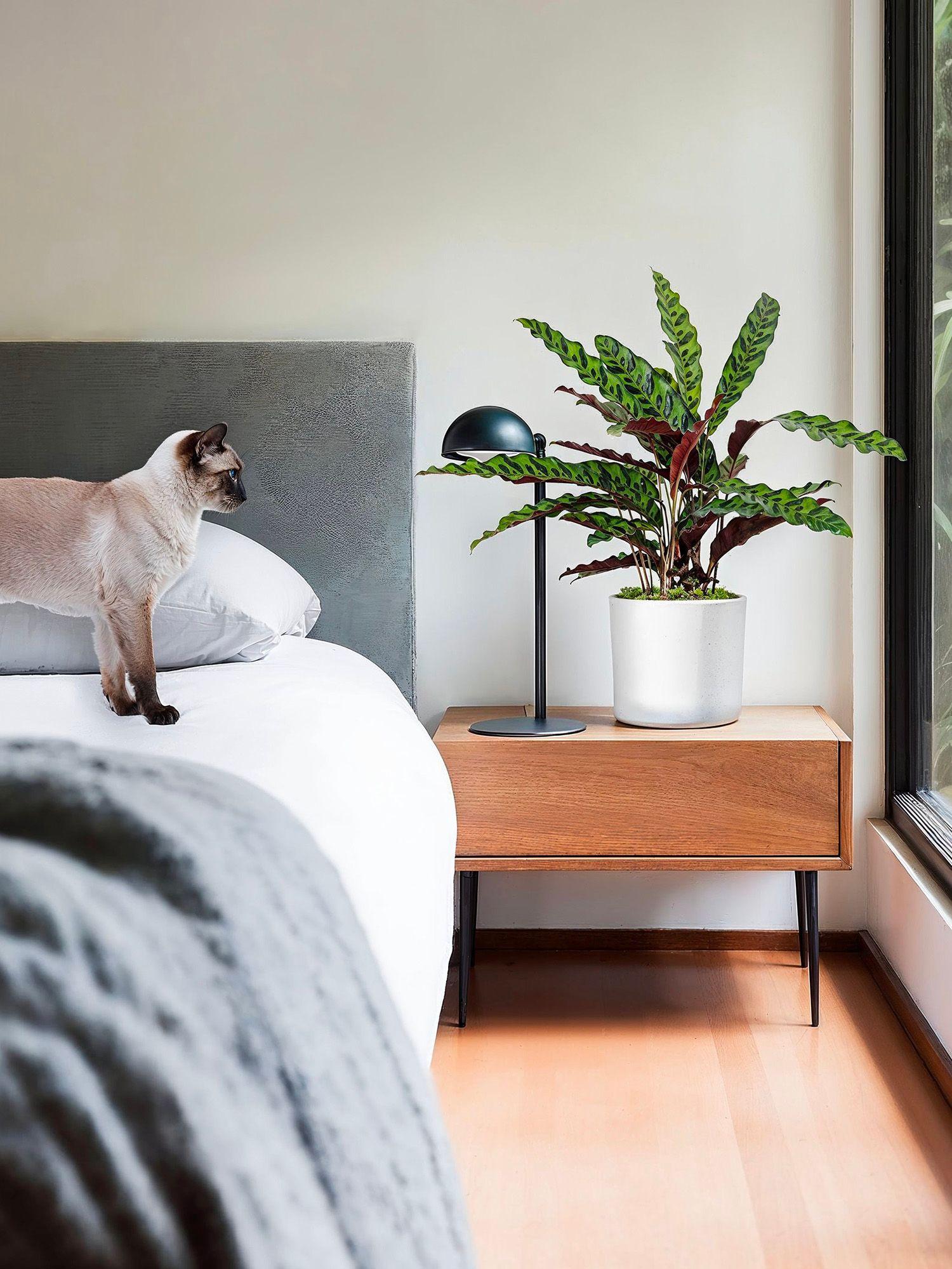 Découvrez notre sélection de plantes d'intérieur en pot non toxiques et sans danger pour votre chat, votre chien et vos autres animaux.