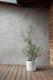 Olive Bush