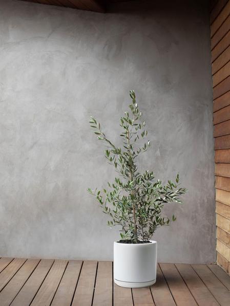 Olive Bush