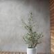 Olive Bush