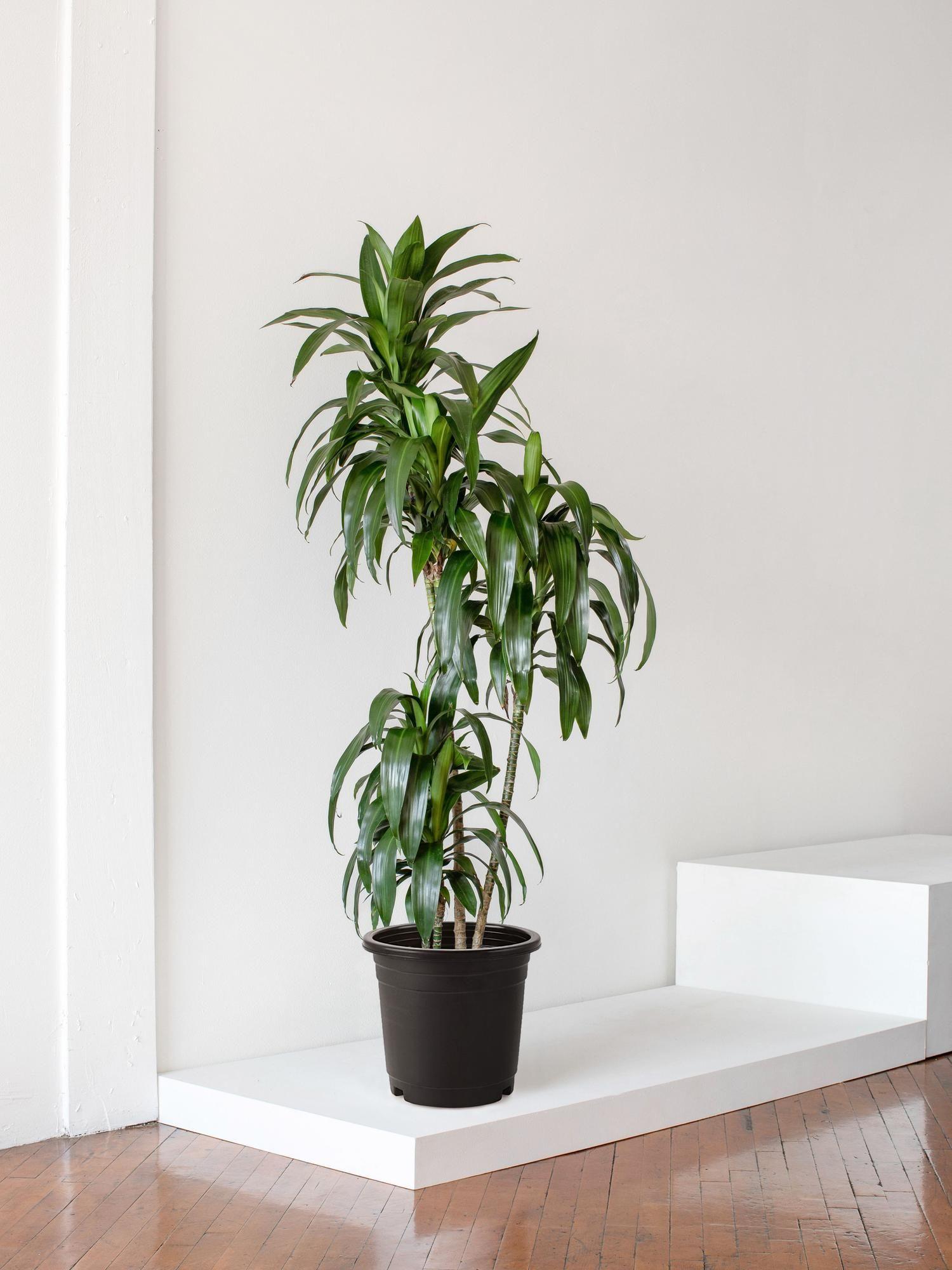 efeutute marble queen ableger Efeutute Marble Queen main image 0
