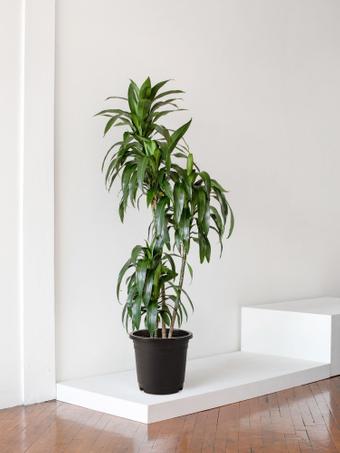 indoor plants picture