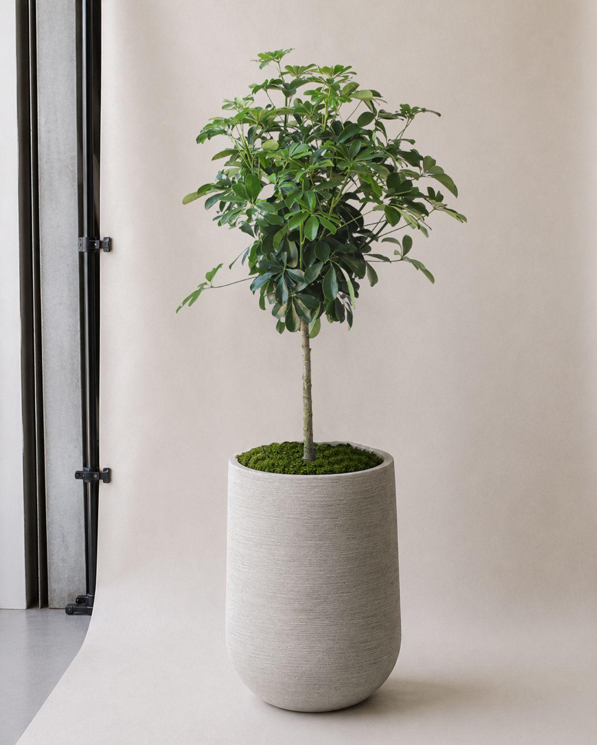 Schefflera Tree in Dune Pilat Pot