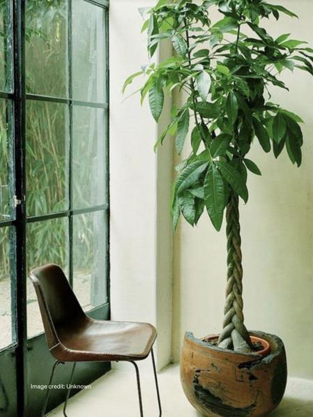 Braided Money Tree With Mid Century Pot Extra Large 5 6 ft tall