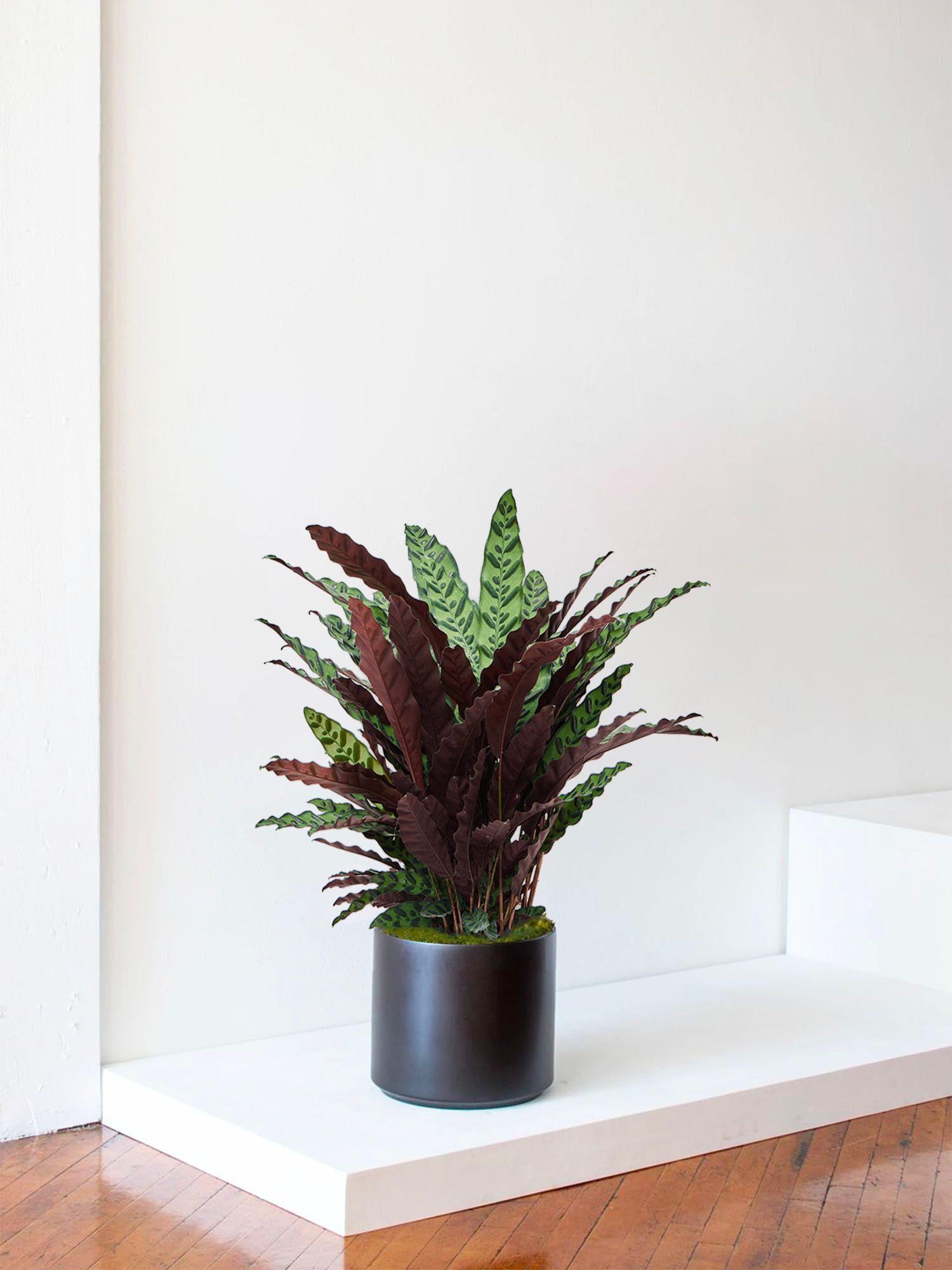 Calathea Paon de Rio