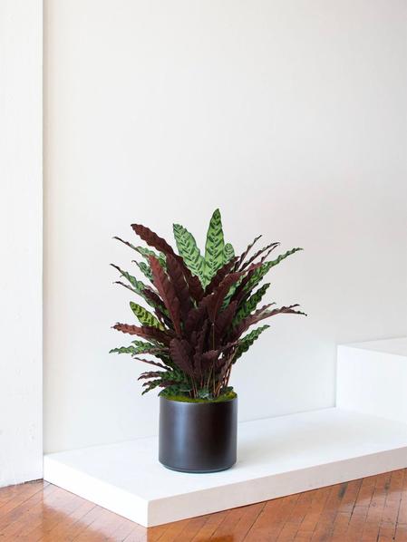 Calathea Paon de Rio