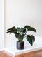 Philodendron Red Beauty