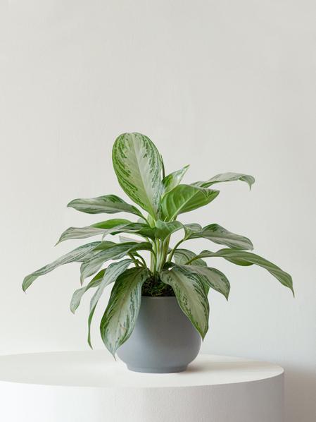 Silver Evergreen