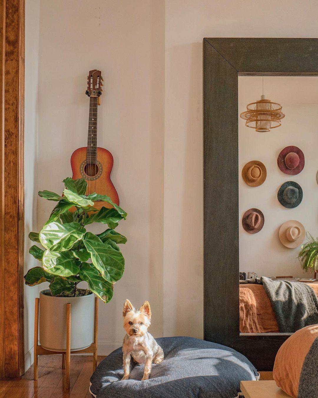 Fiddle Leaf Fig Bush