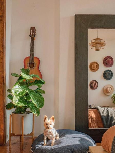 Fiddle Leaf Fig Bush