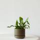 Staghorn Fern