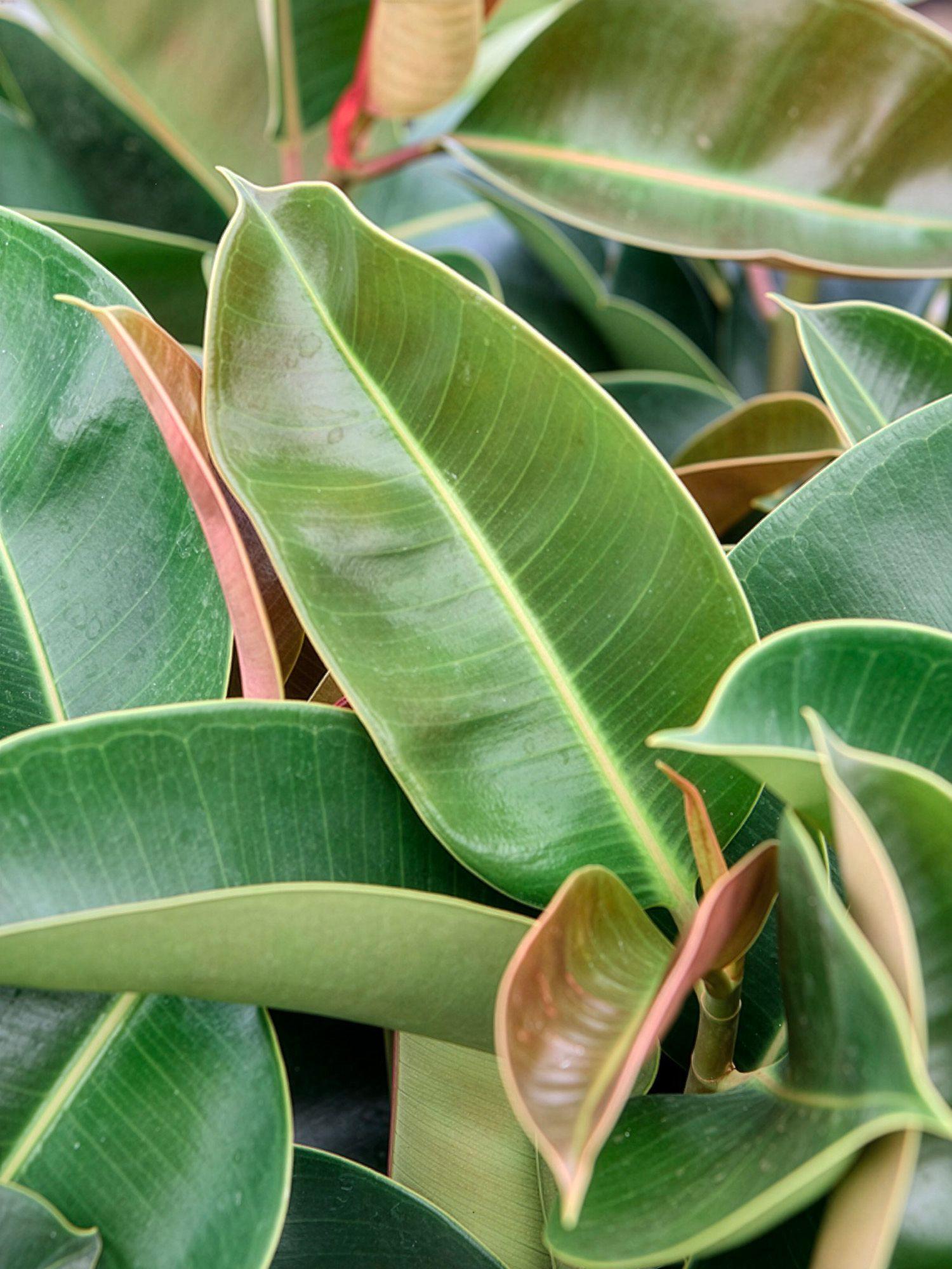 Ficus Elastica Robusta