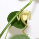 Plant Animal Grenouille