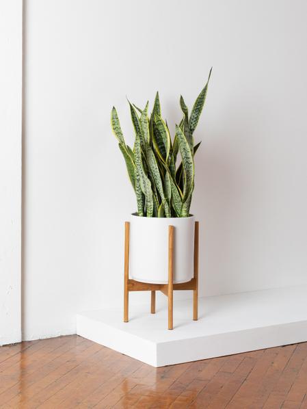 In White Ceramic + Light Wood Stand