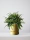 Boston Fern