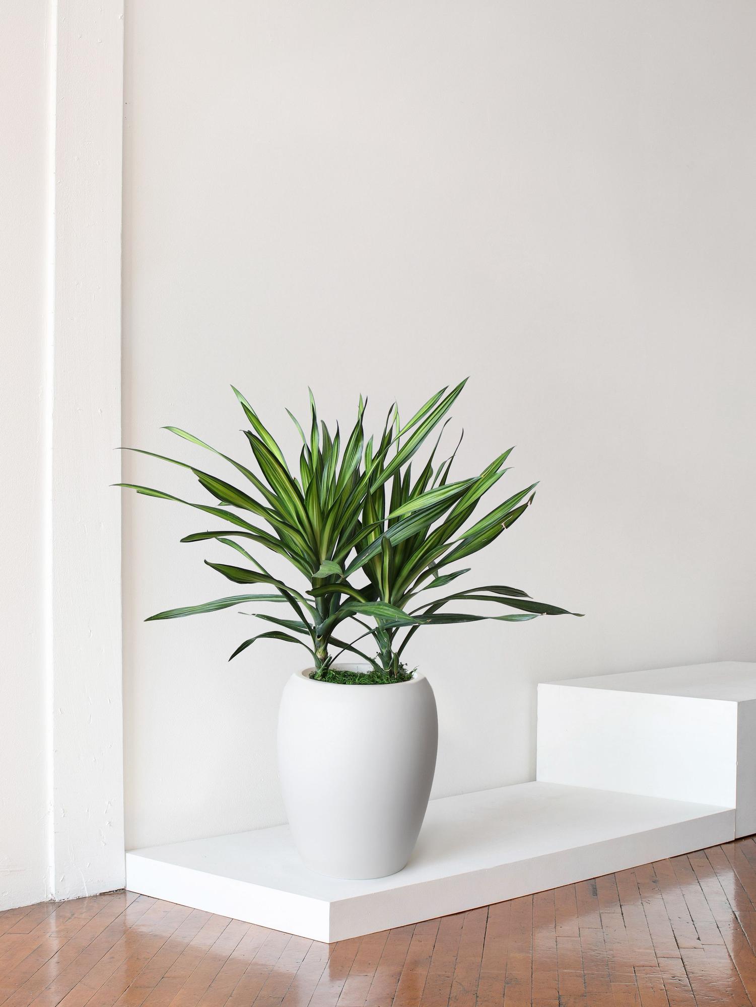Dracaena Carmen Large (3 ft tall) + Calix Pot | Lon & George