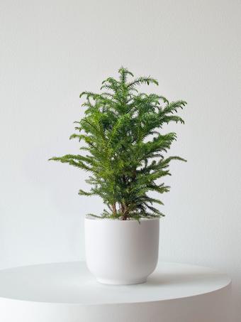 indoor plants picture