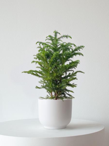 Norfolk Island Pine