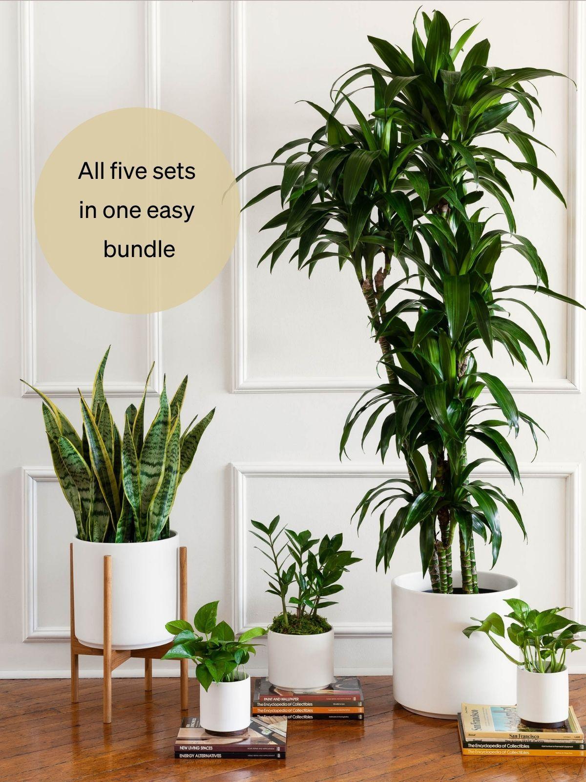 XL Easy Care Plant Bundle