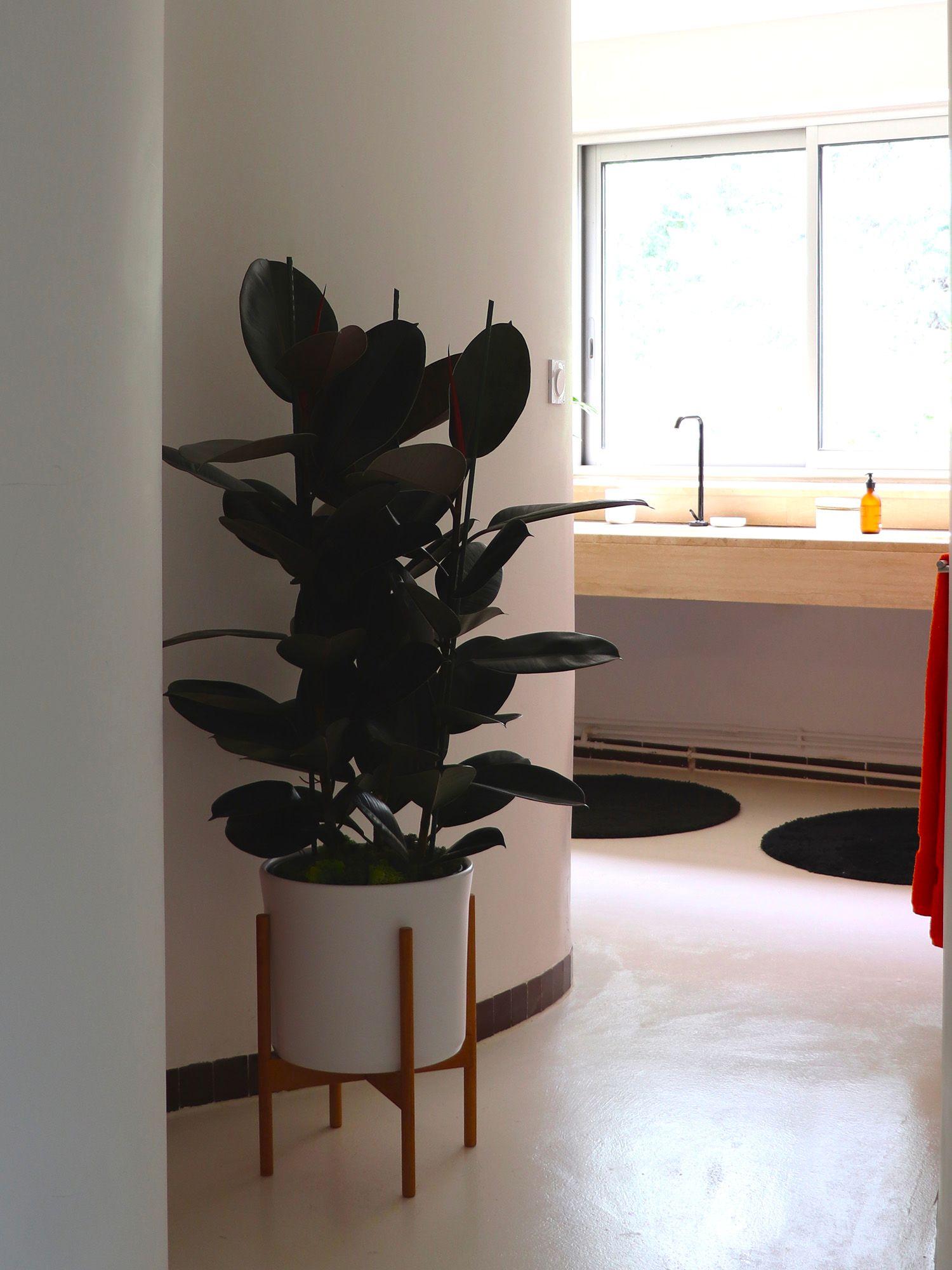 Ficus Elastica Abidjan