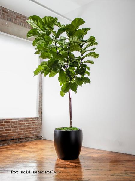 Fiddle Leaf Fig Tree