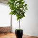 Fiddle Leaf Fig Tree