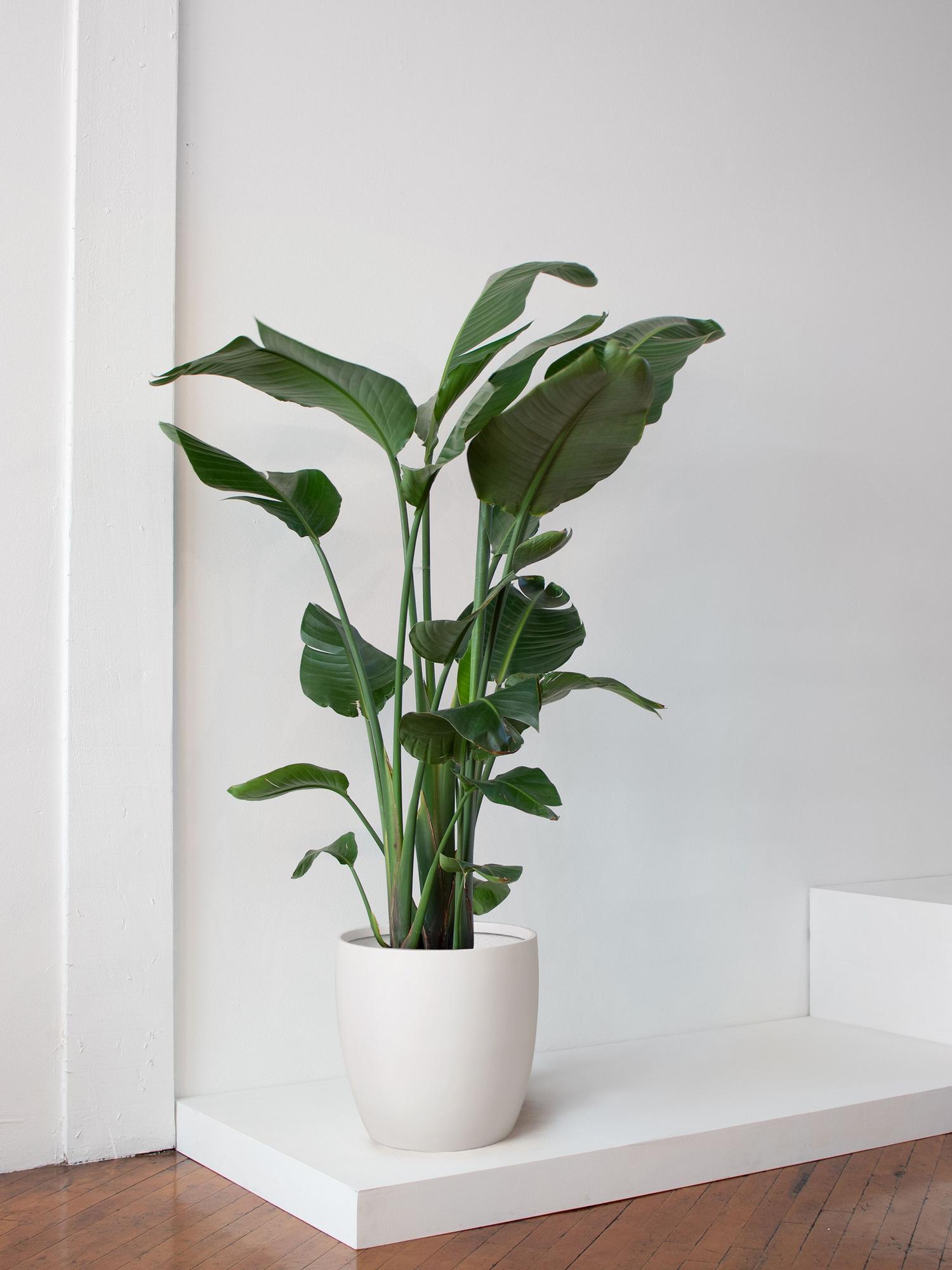 bird-of-paradise-extra-large-