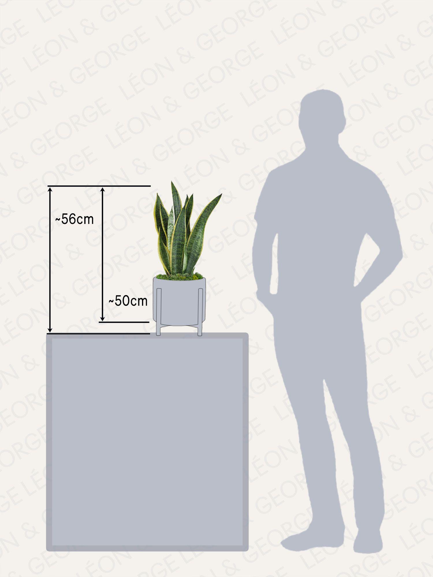 Sansevieria Laurentii