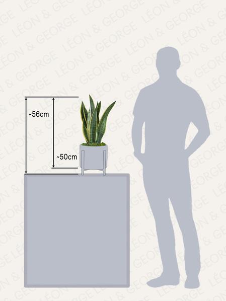 Sansevieria Laurentii