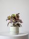 Ruby Rubber Plant