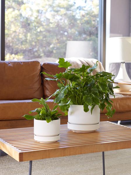 Staghorn Fern