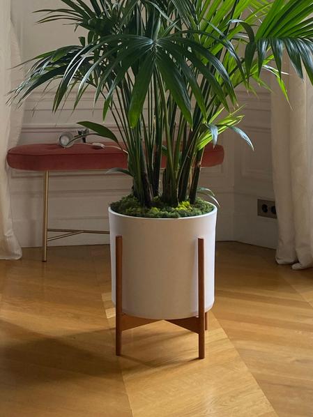 Mousse naturelle préservée