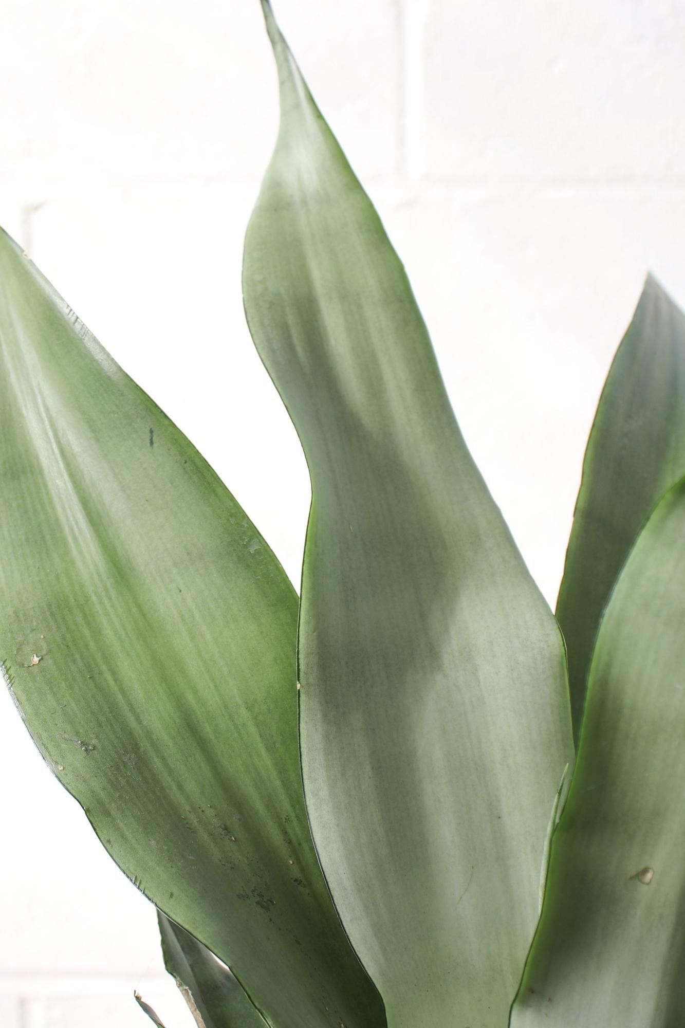 Moonshine Snake Plant
