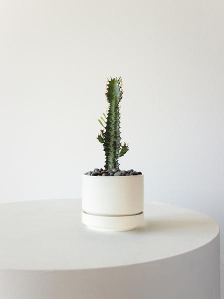 Euphorbia Trigona